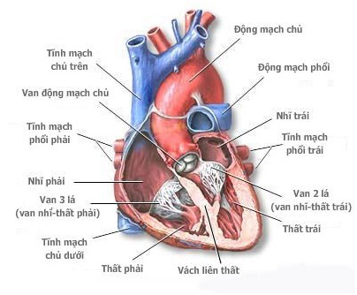 Phẫu thuật thay vale tim